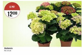 LE POT  12699  Hortensia Pat 14 cm 