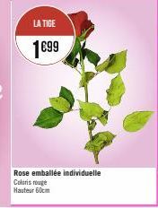 LA TIGE  1699  Rose emballée individuelle Coloris rouge Hauteur 60cm 