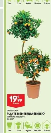 12 cm 22 cm  199⁹9⁹9  la plate  modi  mi-am  gardenline  plante méditerranéenne o variétés assorties.  ret 6057  regulier ple ex 