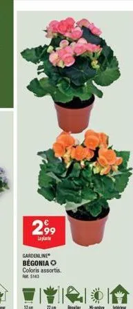 299  laplat  gardenline begonia  coloris assortis.  r5143  12 cm 