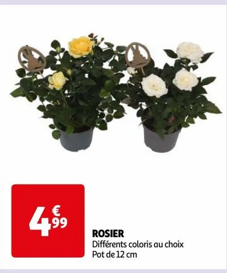 rosier