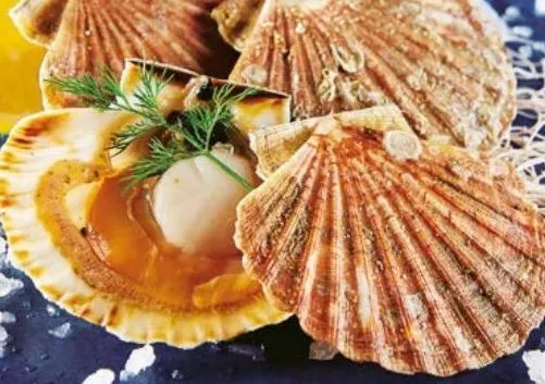 coquilles saint-jacques