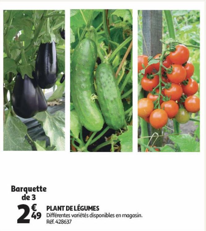 Plante de légumes