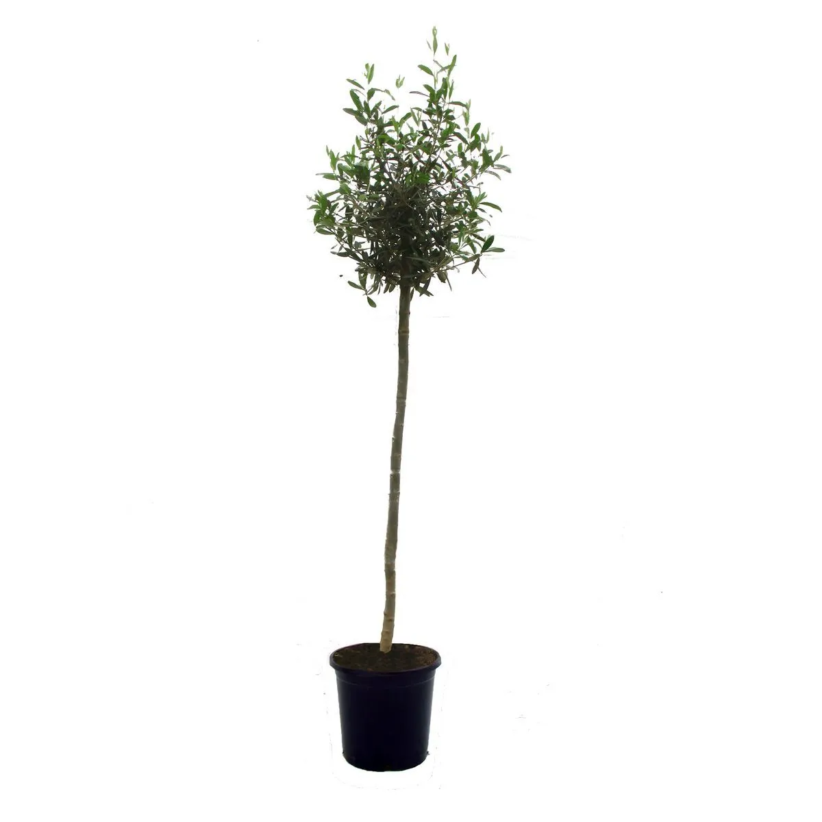 olivier (olea europaea)