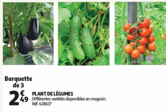 Plante de légumes