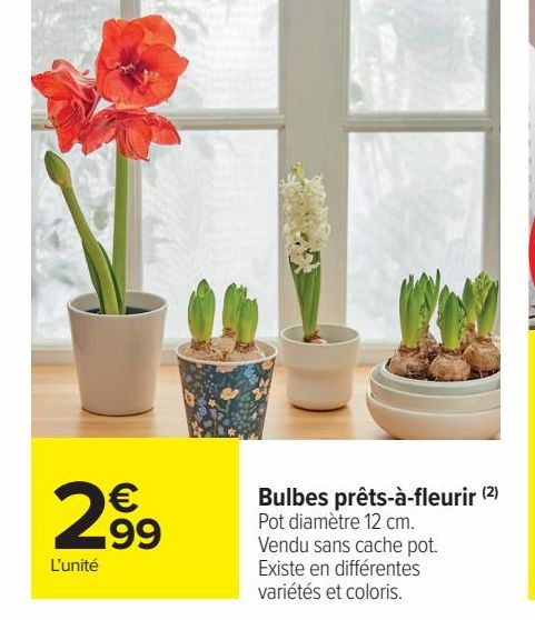 Bulbes prêts-à-fleurir