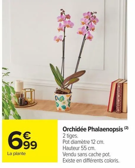 orchidée phalaenopsis