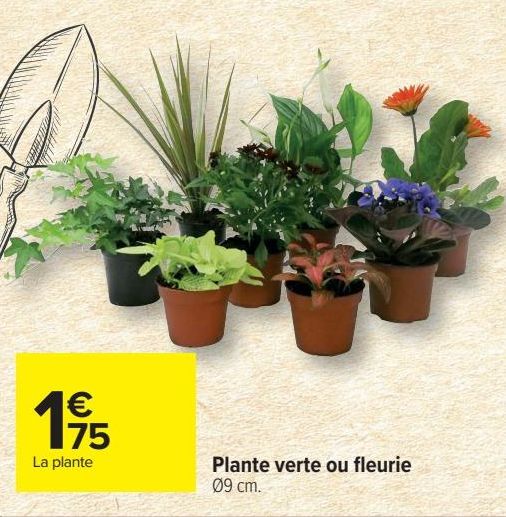 Plante verte ou fleurie