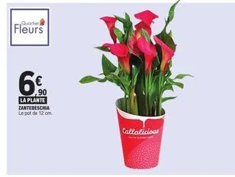quartier  fleurs  6€  ,90  la plante zantedeschia le pot de 12 cm  callalicious 