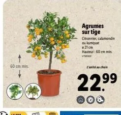 60 cm min.  agrumes sur tige  citronnier, calamondin ou kumquat @21cm hauteur: 60 cm min  ²0160  l'unité au chole  22.⁹9⁹  99 