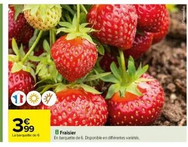 dov  000  €  39⁹  la barquette de 6  fraisier  en barquette de 6. disponible en différentes variétés 