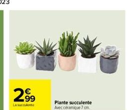 299  €  La succulente  Plante succulente  Avec céramique 7 cm. 