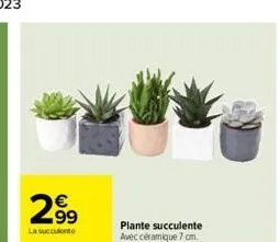 299  €  la succulente  plante succulente  avec céramique 7 cm. 