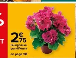 275  €  pelargonium grandiflorum  en page 58 
