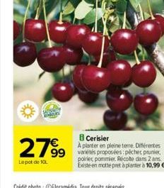 2799  Lepot de 10  Cerisier  A planter en pleine terre. Différentes 99 variétés proposées péchet prunier,  poiriet pommier. Récote dans 2 ans. Existe en motte pret à planter à 10,99 € 