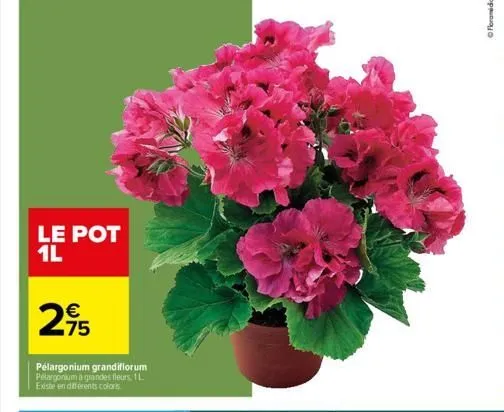 le pot 1l  75  pelargonium grandiflorum pelargonium à grandes fleurs 1 l existe en différents colors  1  ⓒfloramida 