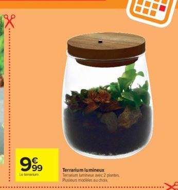 999  Letonium  Terrarium lumineux Terrarium lumineux avec 2 plantes Plusieurs modèles au choix 