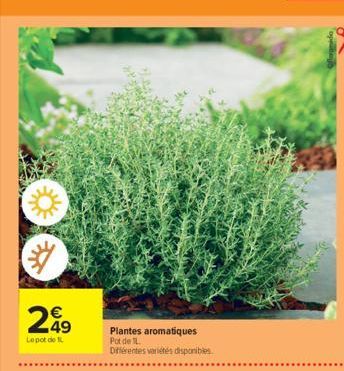 plantes aromatiques 