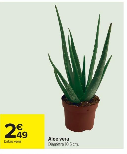 aloe vera