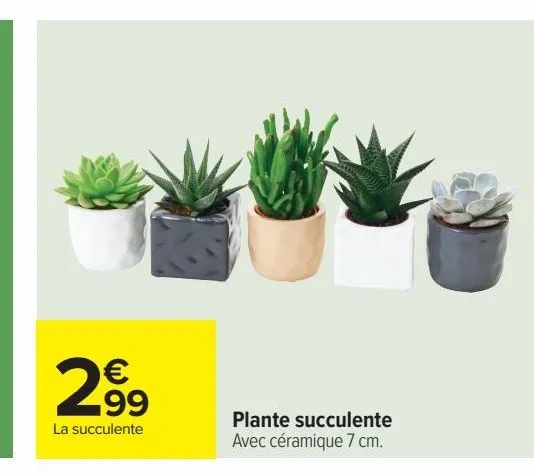 plante succulente