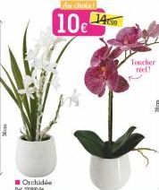 Orchidé T2200-44  Toucher 