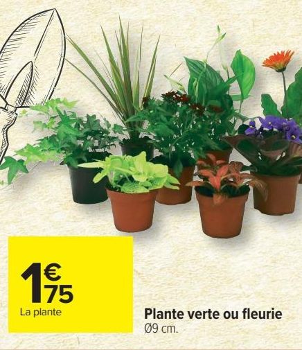 Plante verte ou fleurie 