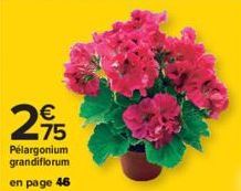 €  75  Pelargonium grandiflorum  en page 46 