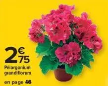 €  75  pelargonium grandiflorum  en page 46 