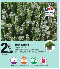 L'UNITE  2€  THYM COMMUN  € Le pot de 1 L  Plusieurs variétés au choix: ciboulette, lavande, persil, menthe.  FLEURS, DE FRANCE  Mars Soleil Mi-ombre 20 à 40 cm Printemps/é 