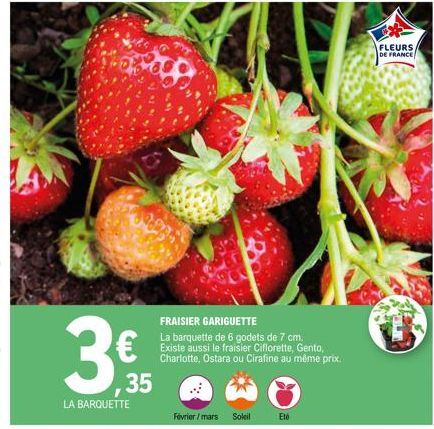 € 35  LA BARQUETTE  FRAISIER GARIGUETTE  La barquette de 6 godets de 7 cm. Existe aussi le fraisier Ciflorette, Gento, Charlotte, Ostara ou Cirafine au même prix.  Février/mars Soleil  Eté  FLEURS  DE