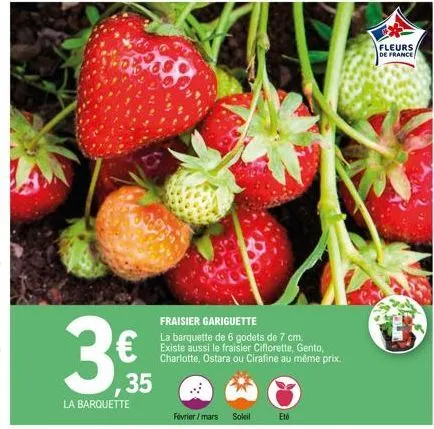 € 35  la barquette  fraisier gariguette  la barquette de 6 godets de 7 cm. existe aussi le fraisier ciflorette, gento, charlotte, ostara ou cirafine au même prix.  février/mars soleil  eté  fleurs  de