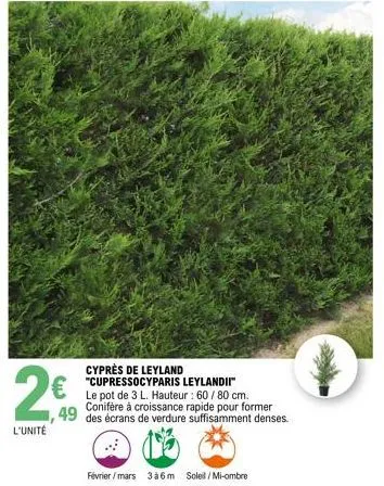 25%  l'unité  €  cyprès de leyland "cupressocyparis leylandii" le pot de 3 l. hauteur : 60/80 cm.  49 des écrans de verdure suffisamment denses.  février/mars 3 à 6 m soleil/mi-ombre 
