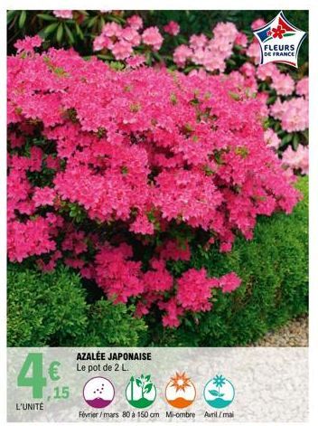 L'UNITÉ  €Le pot de 2 L  15  AZALÉE JAPONAISE  Février/mars 80 à 150 cm Mi-ombre Avril/mai  FLEURS DE FRANCE 