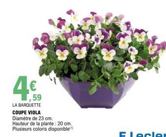 ,59 LA BARQUETTE  COUPE VIOLA Diamètre de 23 cm.  Hauteur de la plante: 20 cm. Plusieurs coloris disponible) 