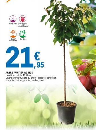 mars/avril printemps/ selon variété  Sole 58m mi-ombre  21€  ARBRE FRUITIER 1/2 TIGE L'unité en pot de 10 litres.  Divers arbres fruitiers au choix: cerisier, abricotier, pommier, poirier, prunier, pe