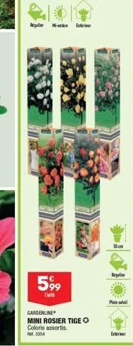 reguler - extr  599  gardenline  mini rosier tige o  coloris assortis.  m3354  55 cm  regler  plein soll  exteri 