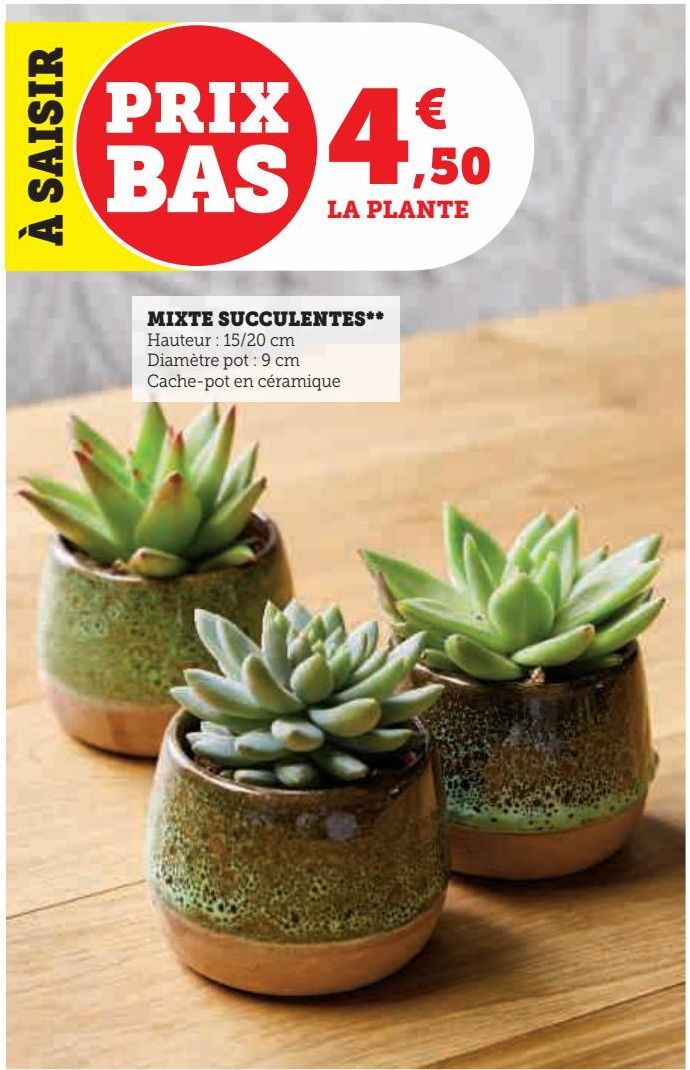 MIXTE SUCCULENTES