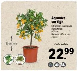 60 cm min.  agrumes sur tige  citronnier, calamondin ou kumquat @21cm hauteur: 60 cm min  ²0160  l'unité au chole  22.⁹9⁹  99 