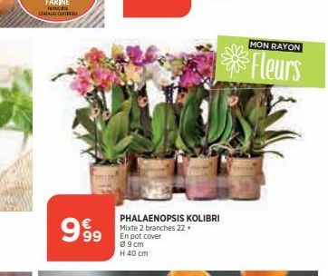 CALC  999  VALUE  PHALAENOPSIS KOLIBRI Mixte 2 branches 22+ En pot cover  09cm H 40 cm  MON RAYON  Fleurs 