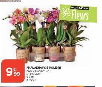 999  VALUE  PHALAENOPSIS KOLIBRI Mixte 2 branches 22+ En pot cover  09cm H 40 cm  MON RAYON  Fleurs 