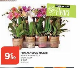 999  value  phalaenopsis kolibri mixte 2 branches 22+ en pot cover  09cm h 40 cm  mon rayon  fleurs 