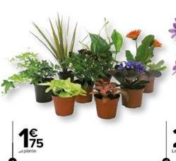 1€  175  plante 