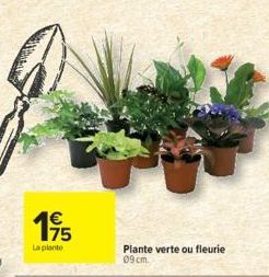 175  €  La plante  Plante verte ou fleurie  09 cm 