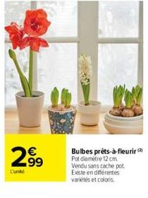 2.99  L'unt  Bulbes prêts-à-fleurir (2)  Pot diamètre 12 cm Vendu sans cache pot Existe en différentes variétés et coloris. 