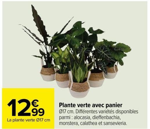 plante verte avec panier