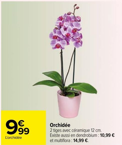 orchidée