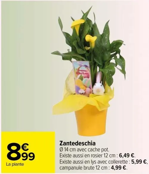 zantedeschia