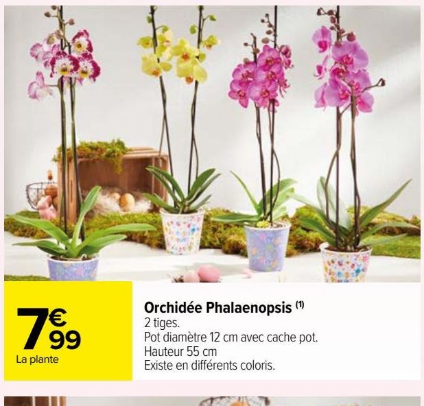 ORCHIDEE PHALAENOPSIS