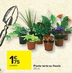 175  €  La plante  Plante verte ou fleurie 09cm 