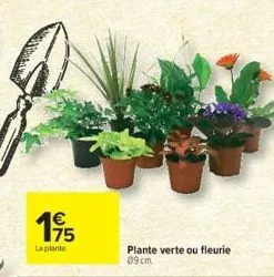 175  €  la plante  plante verte ou fleurie 09cm 